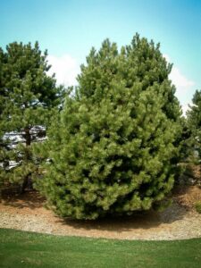 Сосна Чёрная (Pinus Nigra) купить по цене от 270.00р. в интернет-магазине «Посадика» с доставкой почтой в в Воронеже и по всей России – [изображение №1].