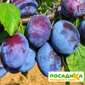 Слива Чачакская ранняя купить по цене от 229.00р. в интернет-магазине «Посадика» с доставкой почтой в в Воронеже и по всей России – [изображение №1].