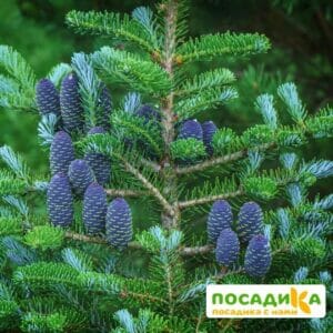 Пихта корейская (Abies koreana) купить по цене от 450.00р. в интернет-магазине «Посадика» с доставкой почтой в в Воронеже и по всей России – [изображение №1].