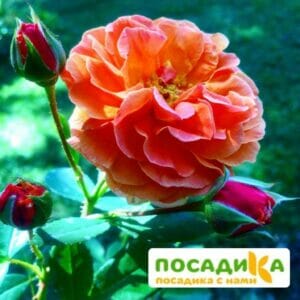 Роза Арабия купить по цене от 350.00р. в интернет-магазине «Посадика» с доставкой почтой в в Воронеже и по всей России – [изображение №1].