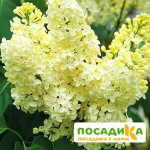 Сирень Примроуз (Primrose) купить по цене от 529.00р. в интернет-магазине «Посадика» с доставкой почтой в в Воронеже и по всей России – [изображение №1].