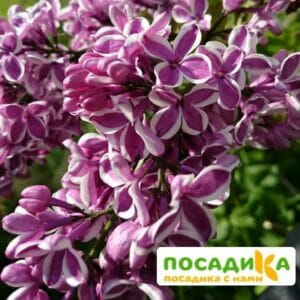 Сирень Сенсация купить по цене от 529.00р. в интернет-магазине «Посадика» с доставкой почтой в в Воронеже и по всей России – [изображение №1].