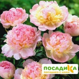 Пион Распберри Сандей (Paeonia Raspberry Sundae) купить по цене от 959р. в интернет-магазине «Посадика» с доставкой почтой в в Воронеже и по всей России – [изображение №1].