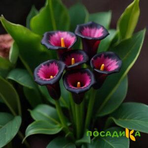 Калла Аура Лейс купить по цене от 400р. в интернет-магазине «Посадика» с доставкой почтой в в Воронеже и по всей России – [изображение №1].