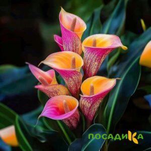 Калла Оникс купить по цене от 450р. в интернет-магазине «Посадика» с доставкой почтой в в Воронеже и по всей России – [изображение №1].
