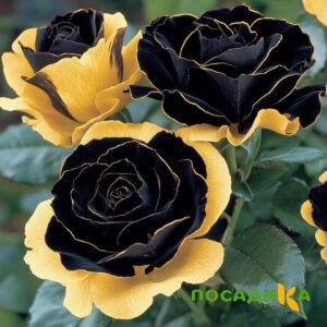 Роза Ханни Сикл купить по цене от 700р. в интернет-магазине «Посадика» с доставкой почтой в в Воронеже и по всей России – [изображение №1].