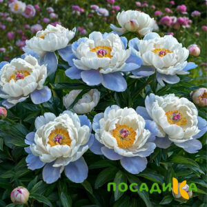Пион акварельный Этюд купить по цене от 806р. в интернет-магазине «Посадика» с доставкой почтой в в Воронеже и по всей России – [изображение №1].