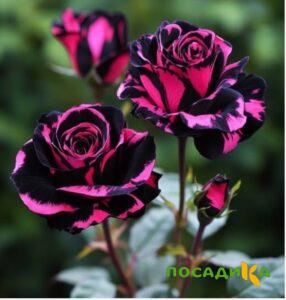Роза Багровый Шепот купить по цене от 366р. в интернет-магазине «Посадика» с доставкой почтой в в Воронеже и по всей России – [изображение №1].