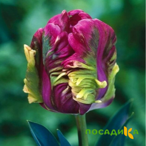 Тюльпан Экзотик Хэвен купить по цене от 186р. в интернет-магазине «Посадика» с доставкой почтой в в Воронеже и по всей России – [изображение №1].