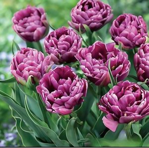 Тюльпан Айс Крим купить по цене от 430р. в интернет-магазине «Посадика» с доставкой почтой в в Воронеже и по всей России – [изображение №1].