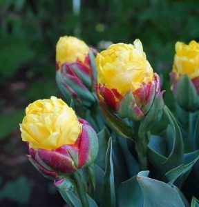 Тюльпан Айс Крим Банана купить по цене от 360р. в интернет-магазине «Посадика» с доставкой почтой в в Воронеже и по всей России – [изображение №1].