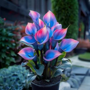 Калла Импрессия купить по цене от 590р. в интернет-магазине «Посадика» с доставкой почтой в в Воронеже и по всей России – [изображение №1].