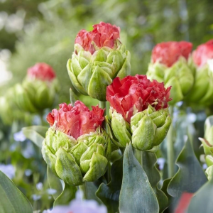 Тюльпан Бычий Глаз купить по цене от 275р. в интернет-магазине «Посадика» с доставкой почтой в в Воронеже и по всей России – [изображение №1].