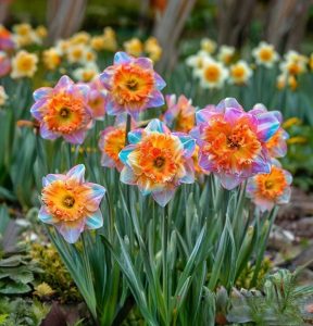 Нарцисс Айвери Дон купить по цене от 3000р. в интернет-магазине «Посадика» с доставкой почтой в в Воронеже и по всей России – [изображение №1].