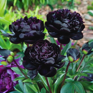 Пион Королевский Бархат купить по цене от 419р. в интернет-магазине «Посадика» с доставкой почтой в в Воронеже и по всей России – [изображение №1].