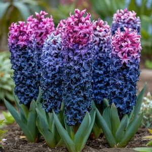 Гиацинт Блю Спринг купить по цене от 2099р. в интернет-магазине «Посадика» с доставкой почтой в в Воронеже и по всей России – [изображение №1].