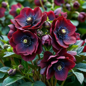 Морозник Винтер Сплеш купить по цене от 360р. в интернет-магазине «Посадика» с доставкой почтой в в Воронеже и по всей России – [изображение №1].