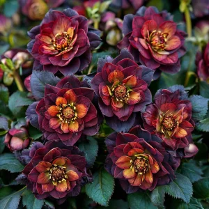 Морозник Сноу Дроп купить по цене от 348р. в интернет-магазине «Посадика» с доставкой почтой в в Воронеже и по всей России – [изображение №1].