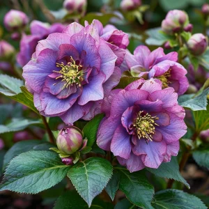 Морозник Айс Принцесс Чарм купить по цене от 650р. в интернет-магазине «Посадика» с доставкой почтой в в Воронеже и по всей России – [изображение №1].