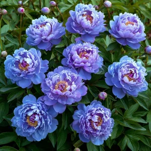 Пион Голубой лотос купить по цене от 590р. в интернет-магазине «Посадика» с доставкой почтой в в Воронеже и по всей России – [изображение №1].