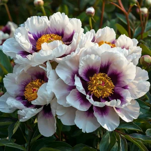 Пион Эко Саммер купить по цене от 548р. в интернет-магазине «Посадика» с доставкой почтой в в Воронеже и по всей России – [изображение №1].