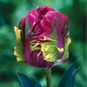 Тюльпан Экзотик Хэвен купить по цене от 186р. в интернет-магазине «Посадика» с доставкой почтой в в Воронеже и по всей России – [изображение №1].