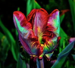 Тюльпан Эирпрайз купить по цене от 270р. в интернет-магазине «Посадика» с доставкой почтой в в Воронеже и по всей России – [изображение №1].